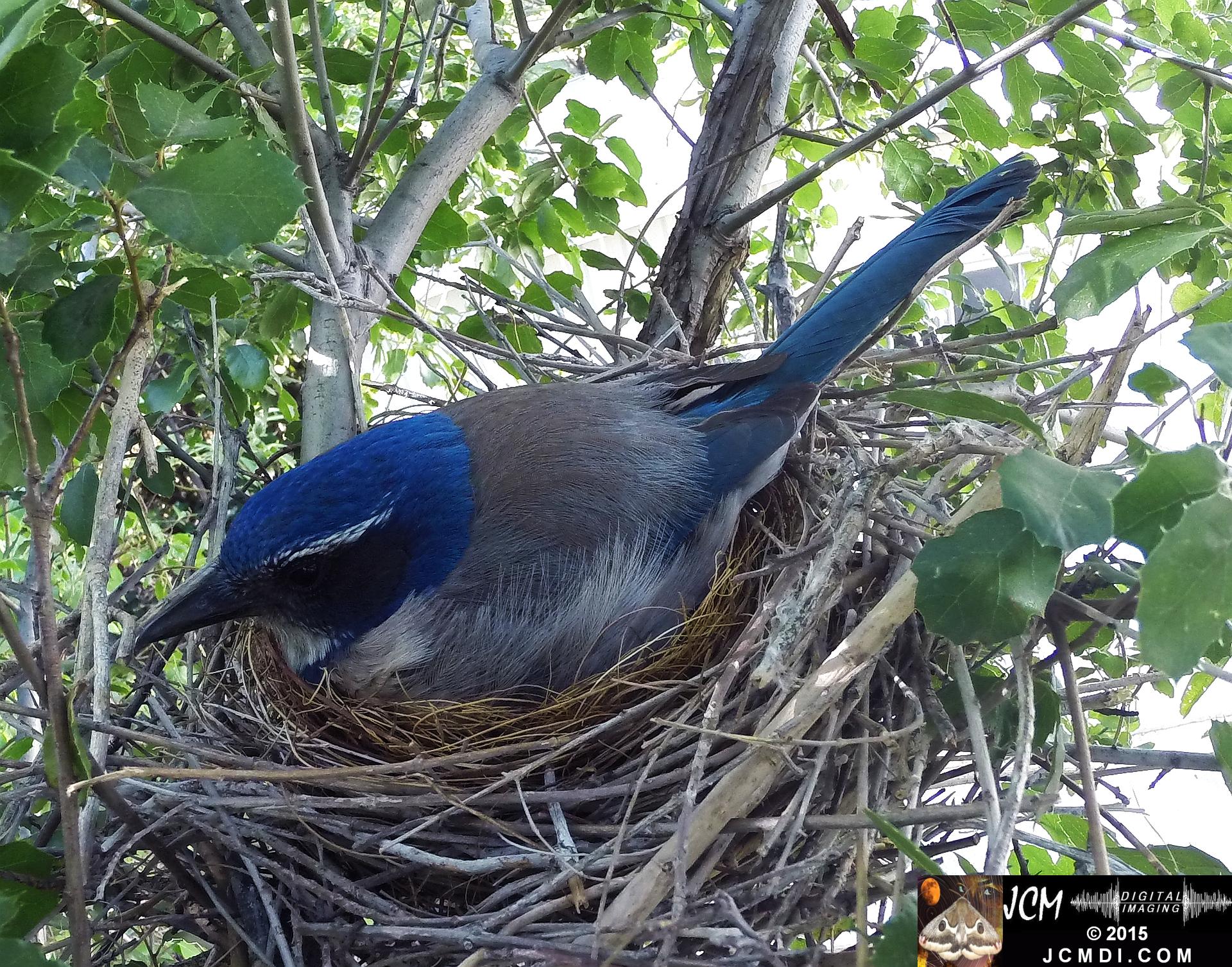 Female Scrub Jay on nest Documentary GoPro Hero3+ Black polecam 4-4-2015 Santa Clarita JCMDI.COM